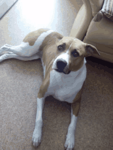 a brown and white dog is laying on the floor