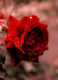 a close up of a red rose with water drops on it 's petals