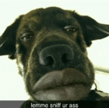 a close up of a dog 's face with the words lemmo sniff ur ass below it