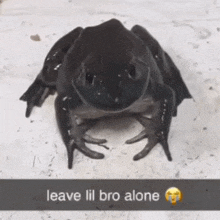 a black frog sits on a white surface with the words leave lil bro alone above it