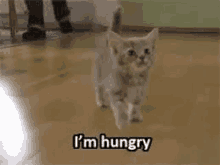 a kitten is walking on a wooden floor with the words `` i 'm hungry '' written on it .