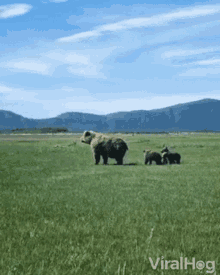 a bear and her cubs are walking through a grassy field with mountains in the background and viralhog written on the bottom