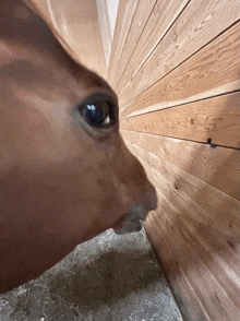 a close up of a horse 's nose against a wooden wall in a barn .