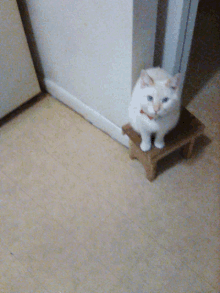 a white cat with a red collar sits on a small stool