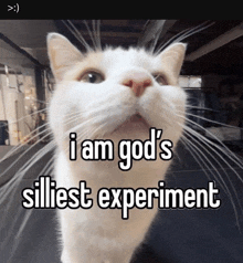 a white cat with the words i am god 's silliest experiment on it