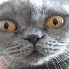 a close up of a gray cat 's face with yellow eyes