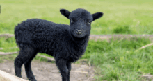 a black sheep is standing in a field and looking at the camera