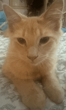 a close up of a cat laying on a blanket