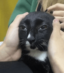 a black cat with a white nose is being petted by a person