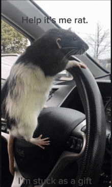 a rat is stuck on the steering wheel of a car and says help it 's me rat