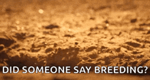 a close up of a sandy surface with the words did someone say breeding