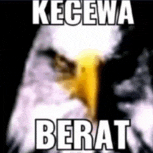 a bald eagle is holding a gun in its beak with the words kecewa berat written above it .