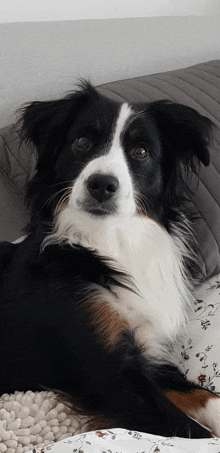 a black and white dog is laying down on a bed