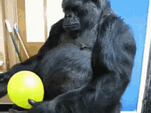 a black gorilla is holding a yellow ball