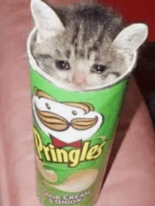 a cat is sitting inside of a pringles potato chip can .