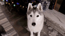 a husky dog standing in front of a christmas tree with the words gone to the snowdogs written on the bottom