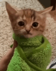 a kitten wrapped in a green towel is being held by a person .