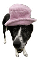 a black and white dog with a pink top hat on