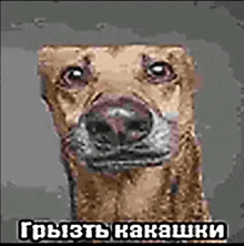 a dog is looking at the camera with a foreign language written on the bottom .