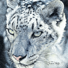 a close up of a painting of a snow leopard