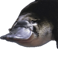 a close up of a duck 's face with a very long beak