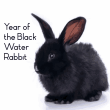 a black rabbit with the words year of the black water rabbit