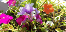 a purple flower is surrounded by pink flowers and green leaves