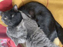 a black cat and a gray cat are laying on a blanket