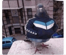 a pigeon wearing a jacket and jeans is sitting on a ledge .