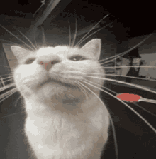 a close up of a white cat with a red toothbrush in the background