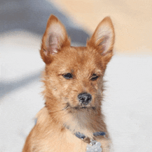 a small brown dog wearing a blue collar and a tag that says ' amanda ' on it