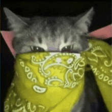 a cat wearing a yellow bandana with the letter a on it