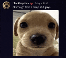 a picture of a puppy with a message from blockboylock