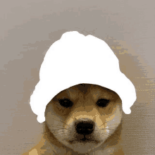 a brown dog wearing a white hat on its head .