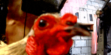 a close up of a chicken 's head with a red crest