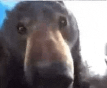 a close up of a dachshund looking at the camera with a big nose .