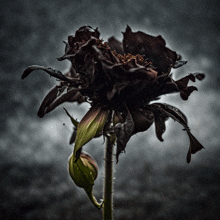 a close up of a black flower with water drops on the petals