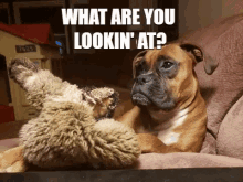 a boxer dog laying on a couch next to a stuffed animal that says what are you lookin ' at ?