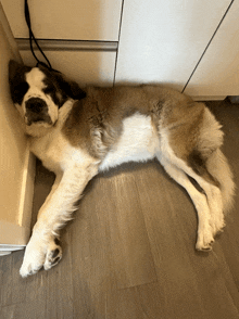 a brown and white dog is laying down on the floor