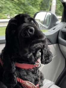 a black cocker spaniel wearing a red collar is looking out the window of a car