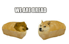 a doge is sitting inside of a loaf of bread .