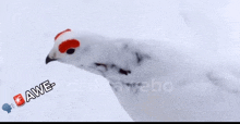 a close up of a white bird with red eyes and the word awe on the bottom