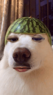 a dog with a watermelon on its head looks at the camera