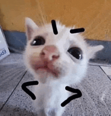 a white kitten is looking up at the camera with a drawing of a clock on its face .