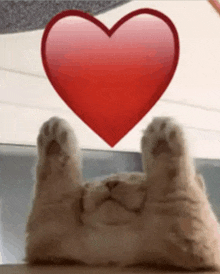 a cat is laying on its back with its paws up and a red heart above its head .