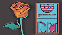 a book called the misfitnation sits next to a rose