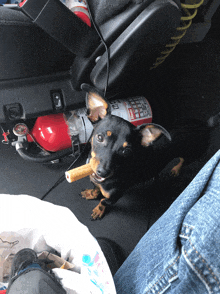 a small dog is chewing on a stick in a car