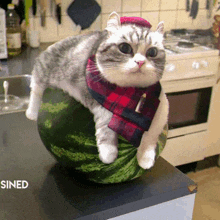 a cat sitting on top of a watermelon with the word sined below it