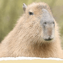 a close up of a capybara 's face with a white border around it