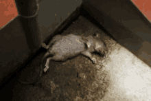 a dead mouse is laying on a concrete surface